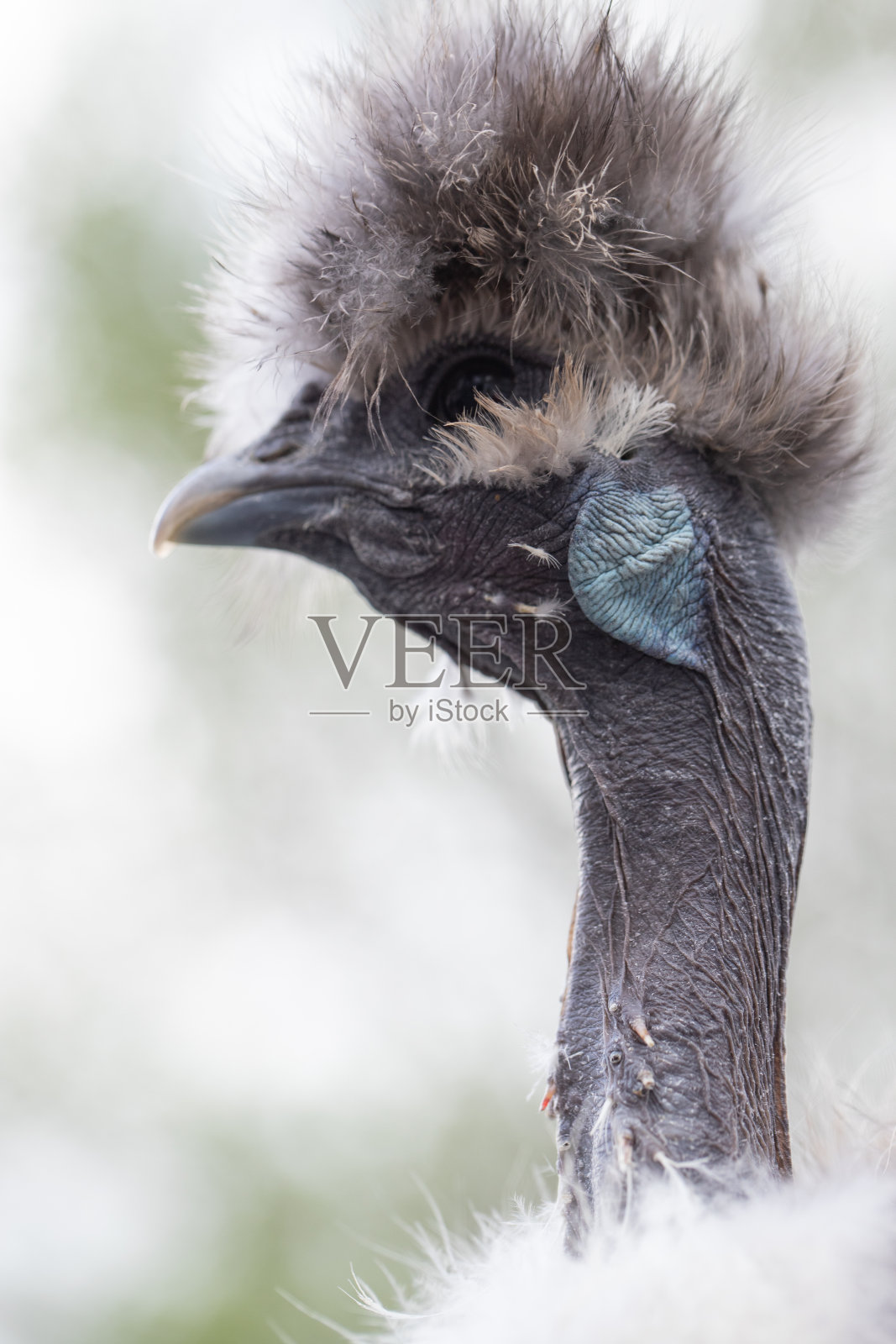 裸颈丝质耳垂照片摄影图片