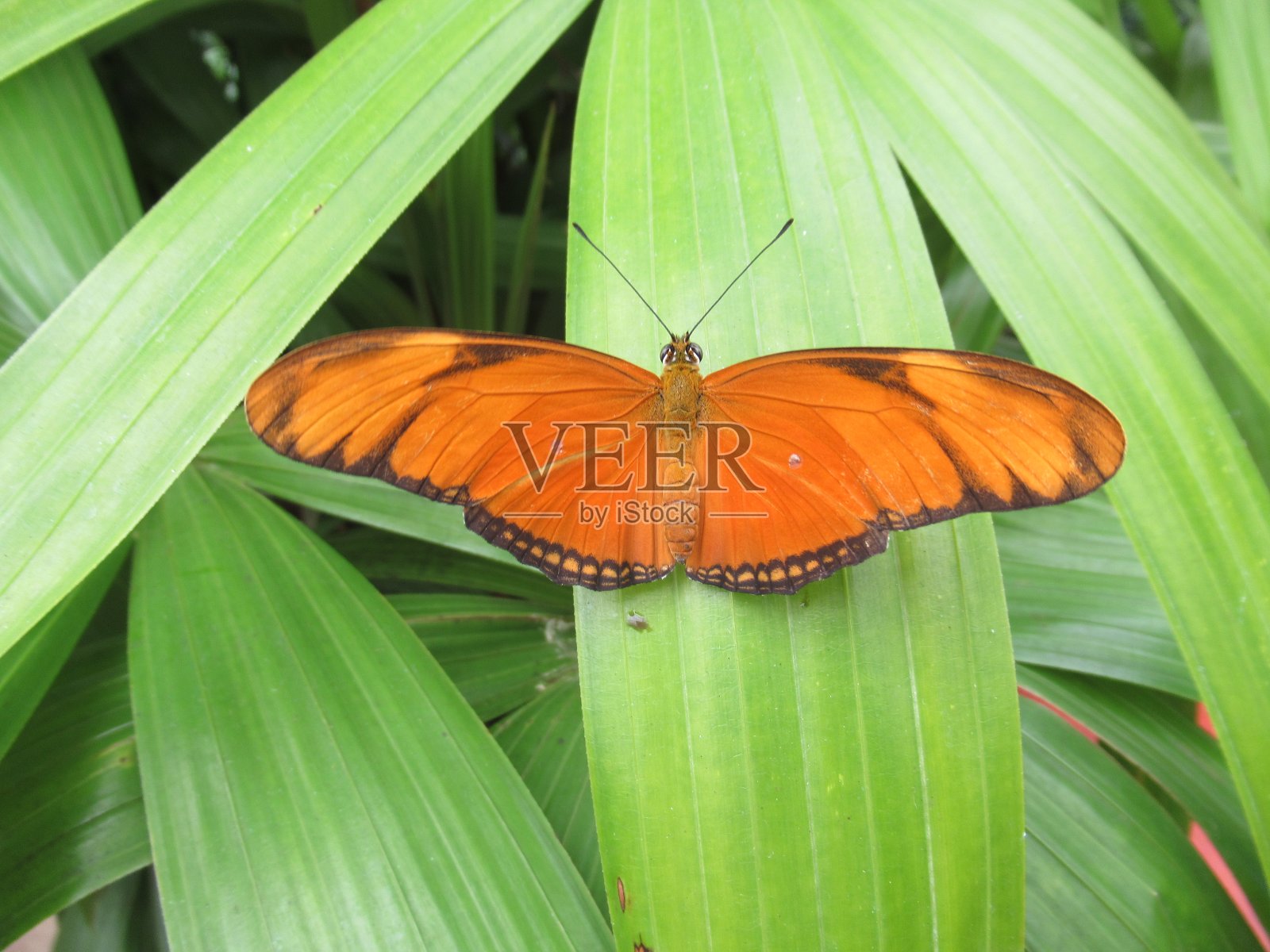 蝴蝶翅膀传播照片摄影图片