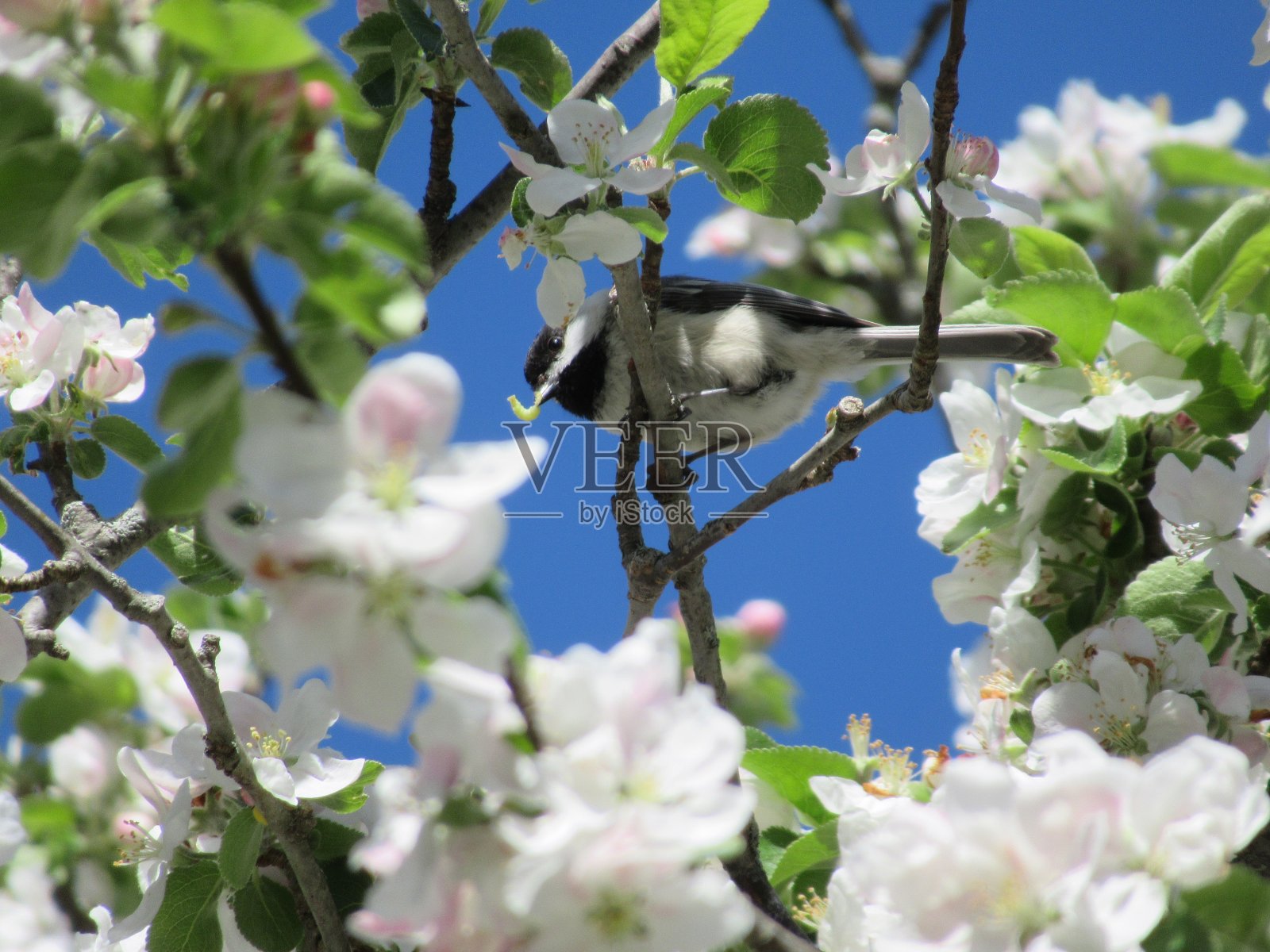 带毛虫的黑头山雀照片摄影图片