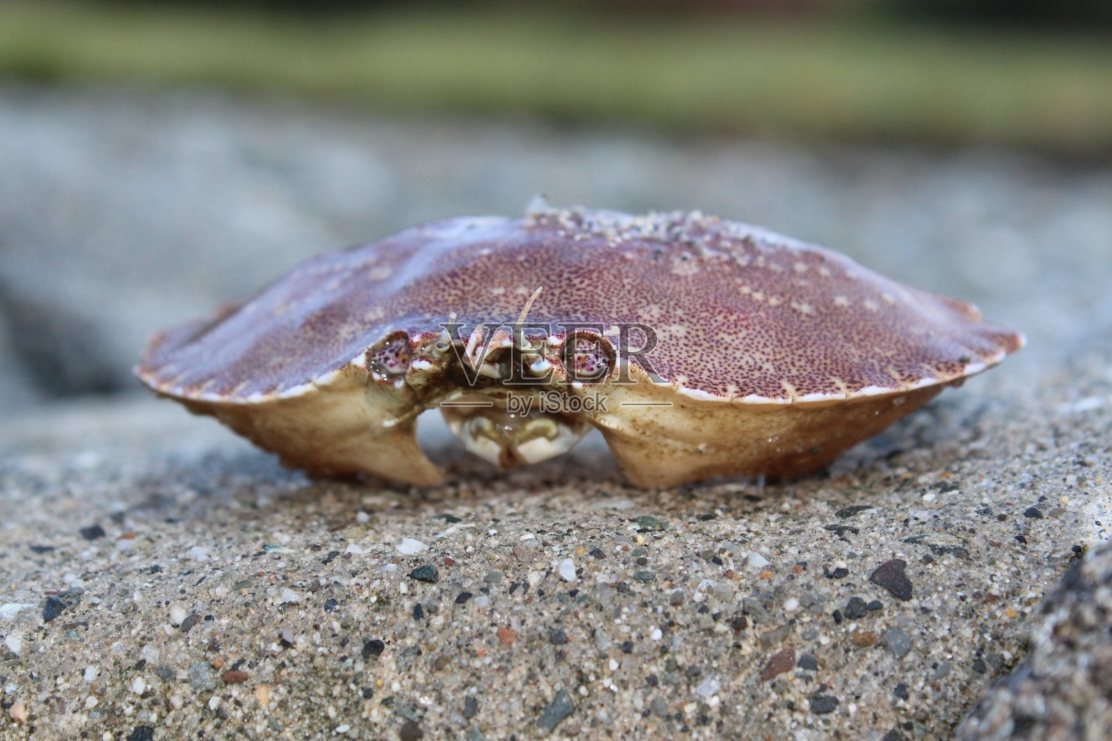 缅因州巴尔港的大自然照片摄影图片