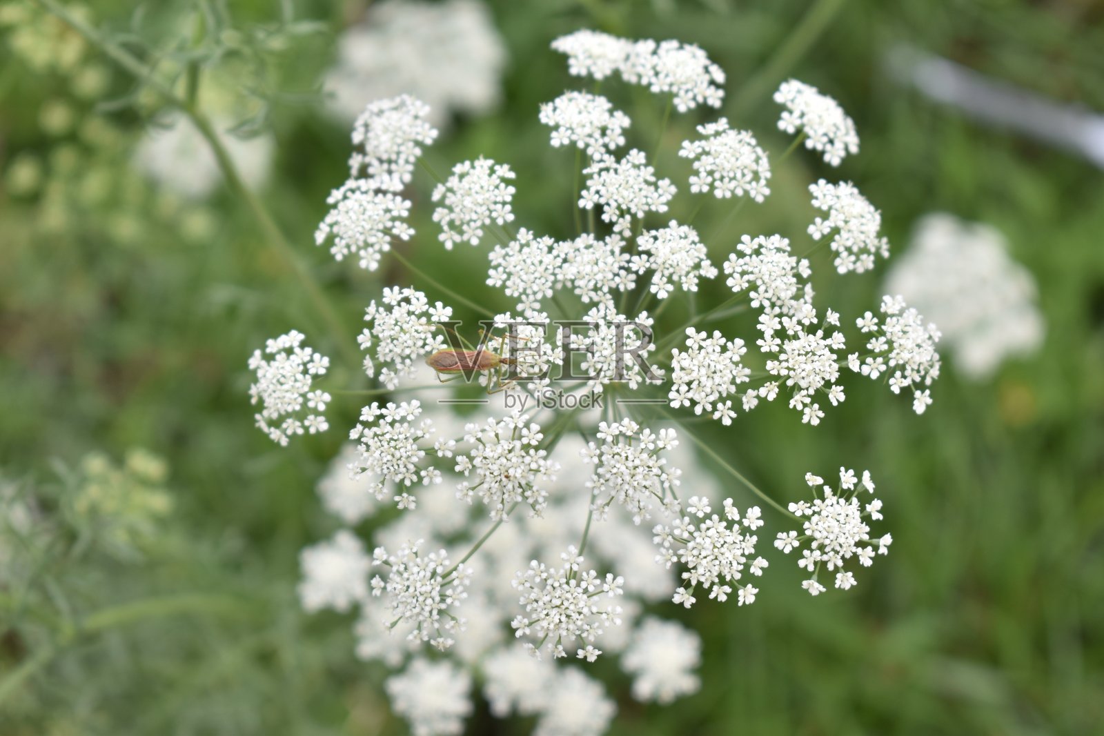 在花中漫步照片摄影图片