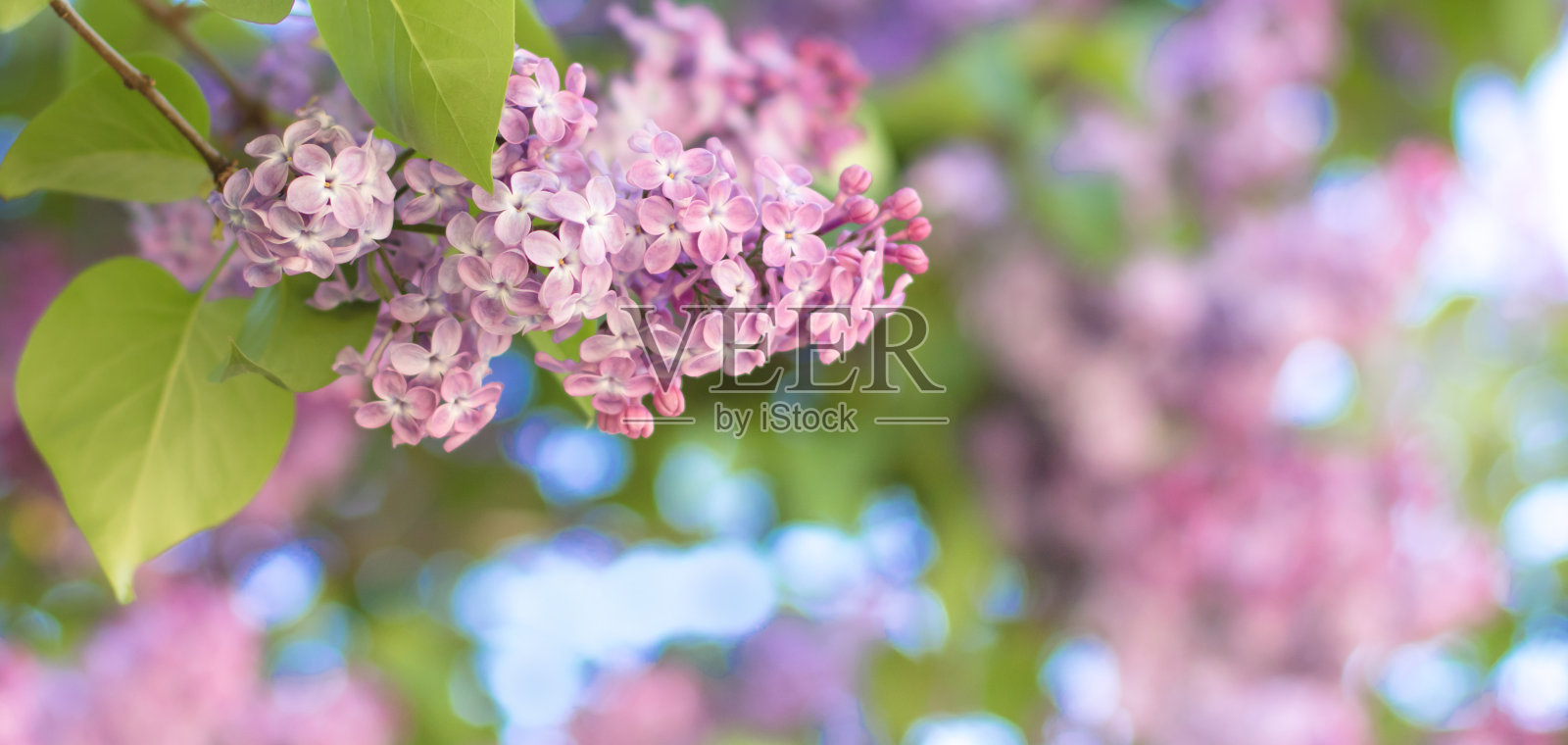 清新的丁香花在自然模糊的背景上照片摄影图片