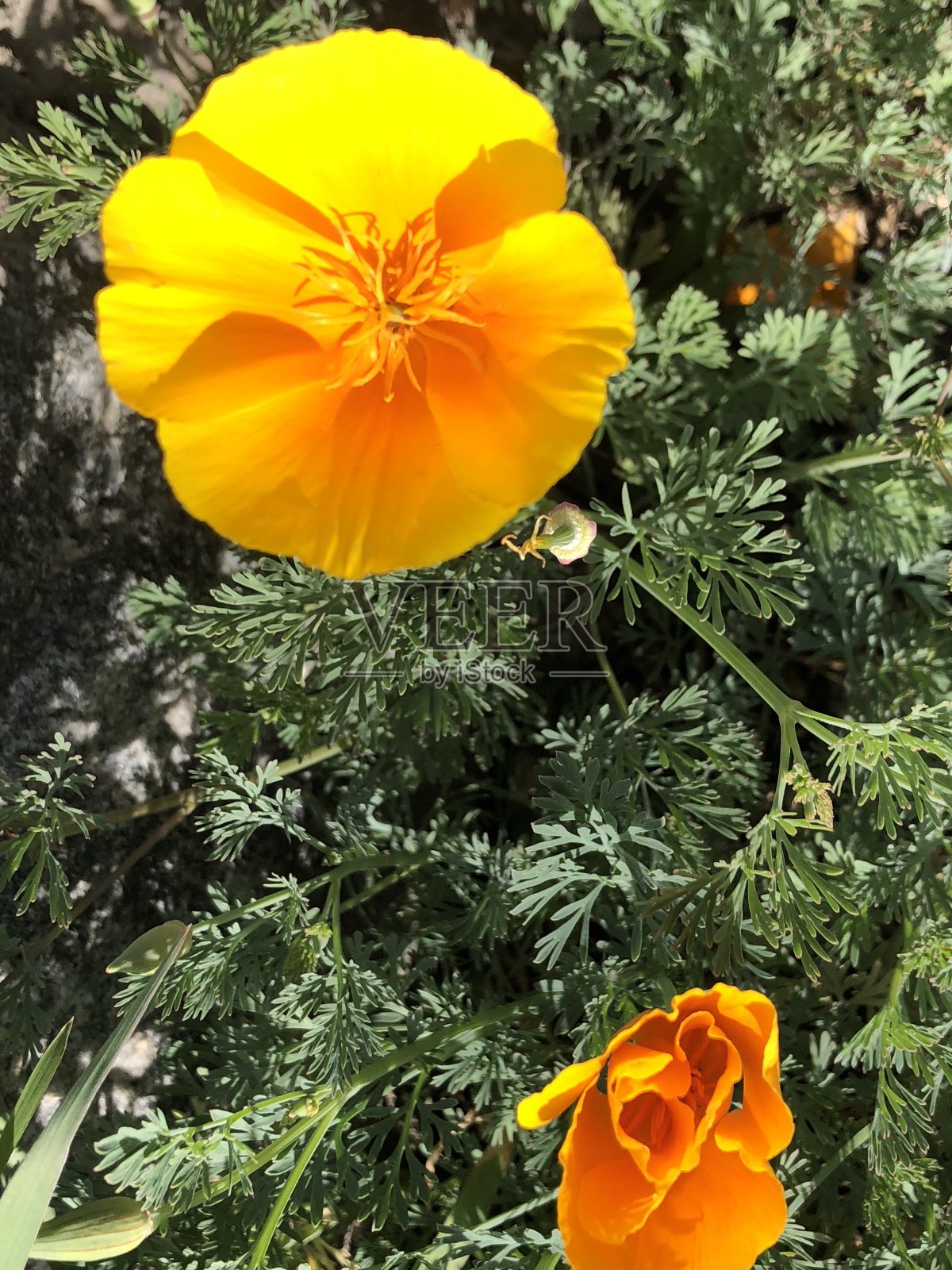 野花照片摄影图片