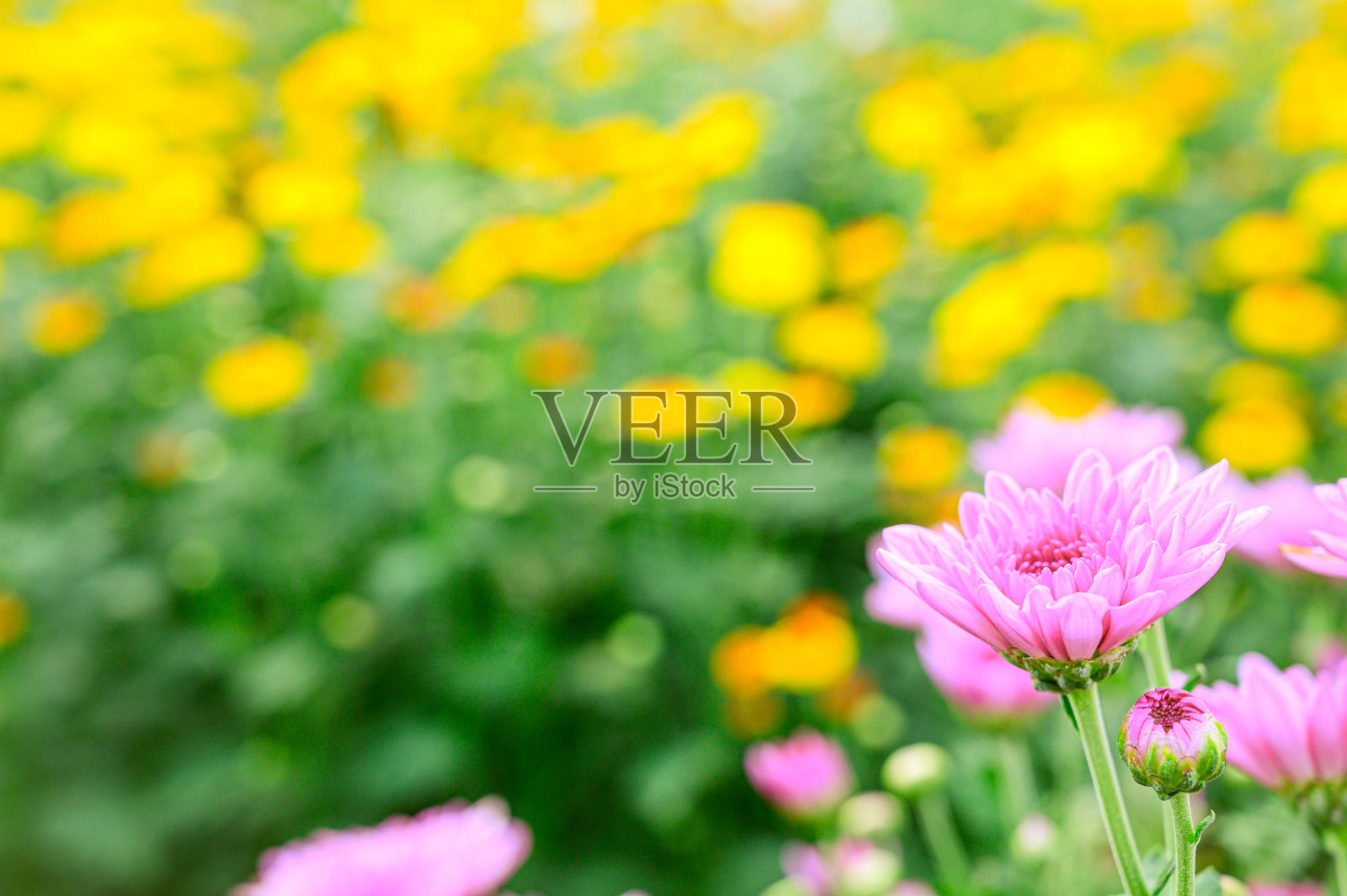 选择焦点美丽的粉红色花与柔和模糊的散景背景。照片摄影图片