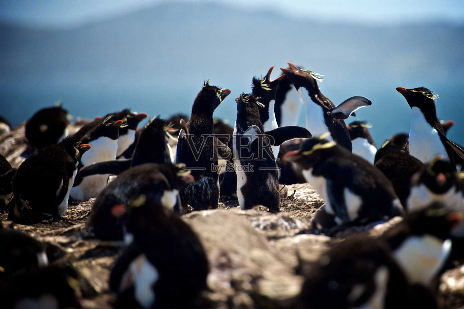 在福克兰群岛，南跳岩企鹅正在巢中战斗照片摄影图片