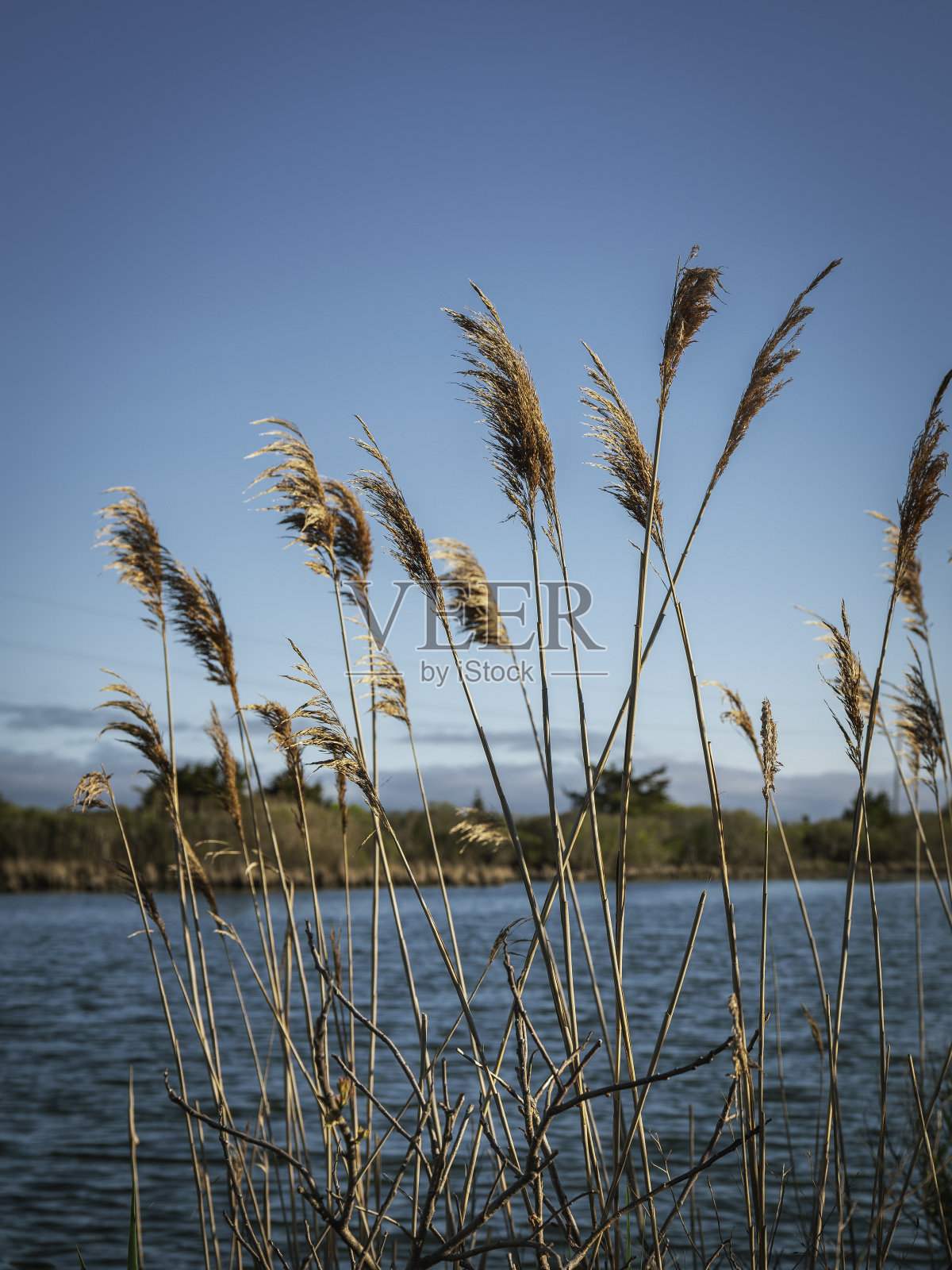 高高的芦苇在绿松石色的海水上照片摄影图片