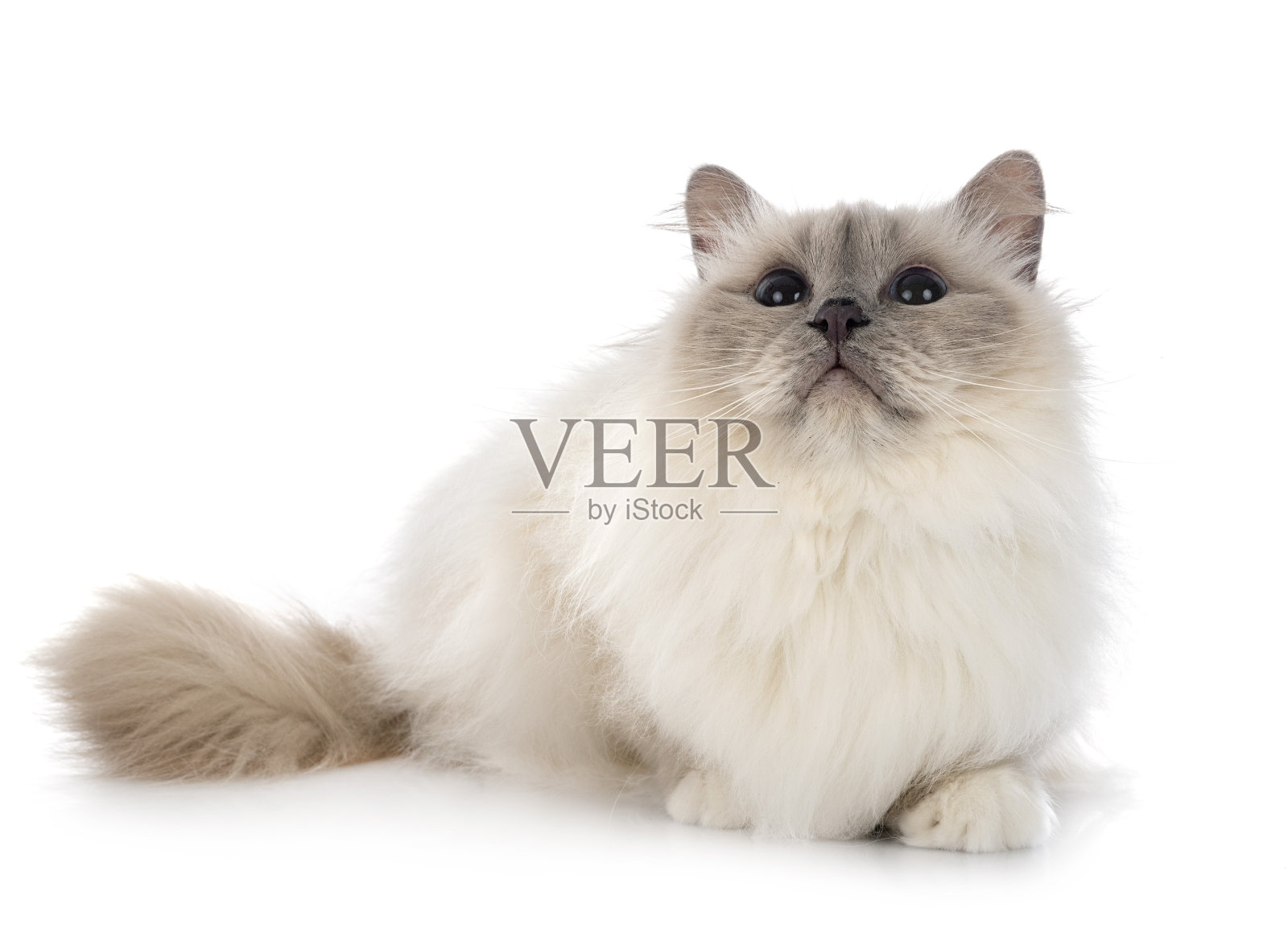 缅甸猫照片摄影图片