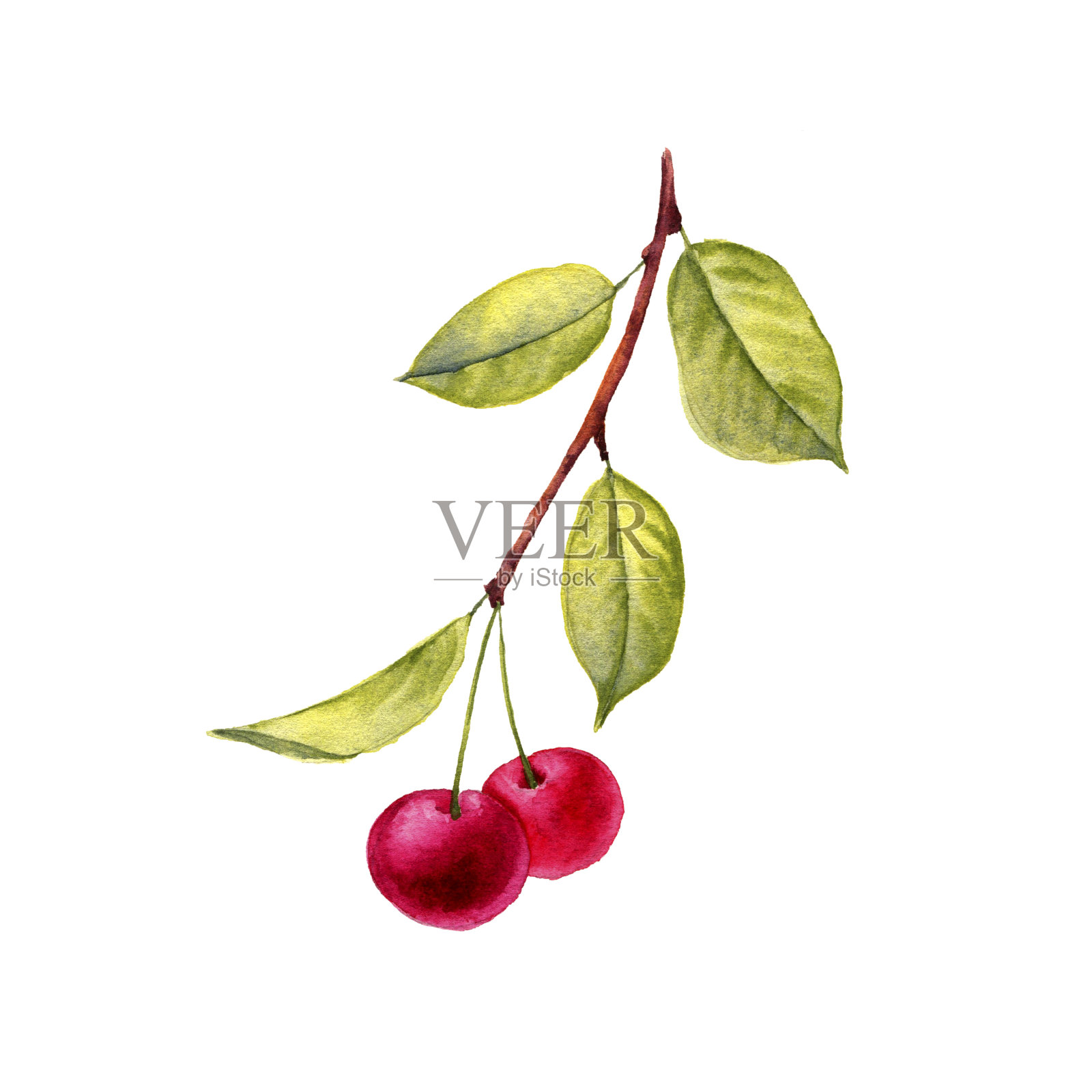 樱桃树枝水彩画插画图片素材