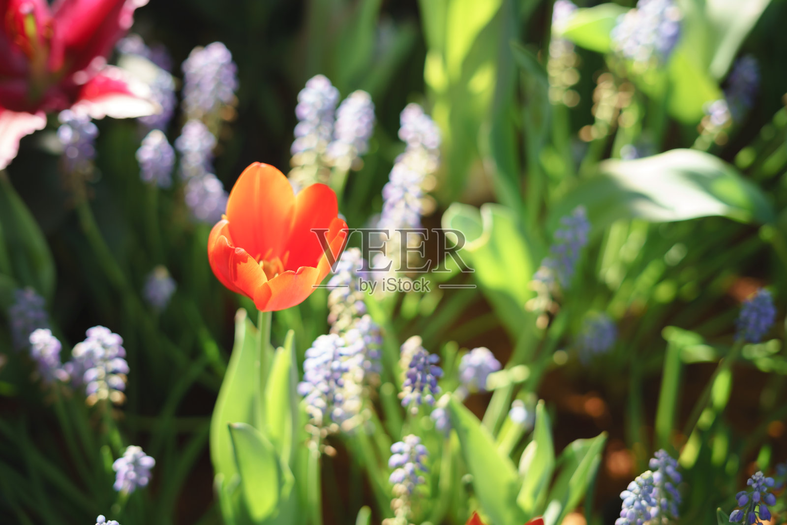 五颜六色的郁金香花照片摄影图片