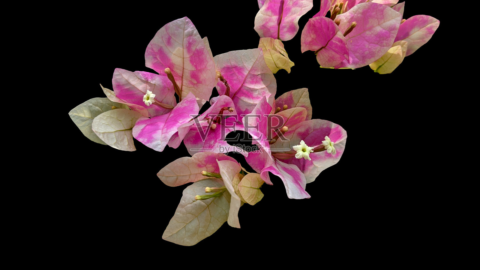 孤立的照片摄影图片