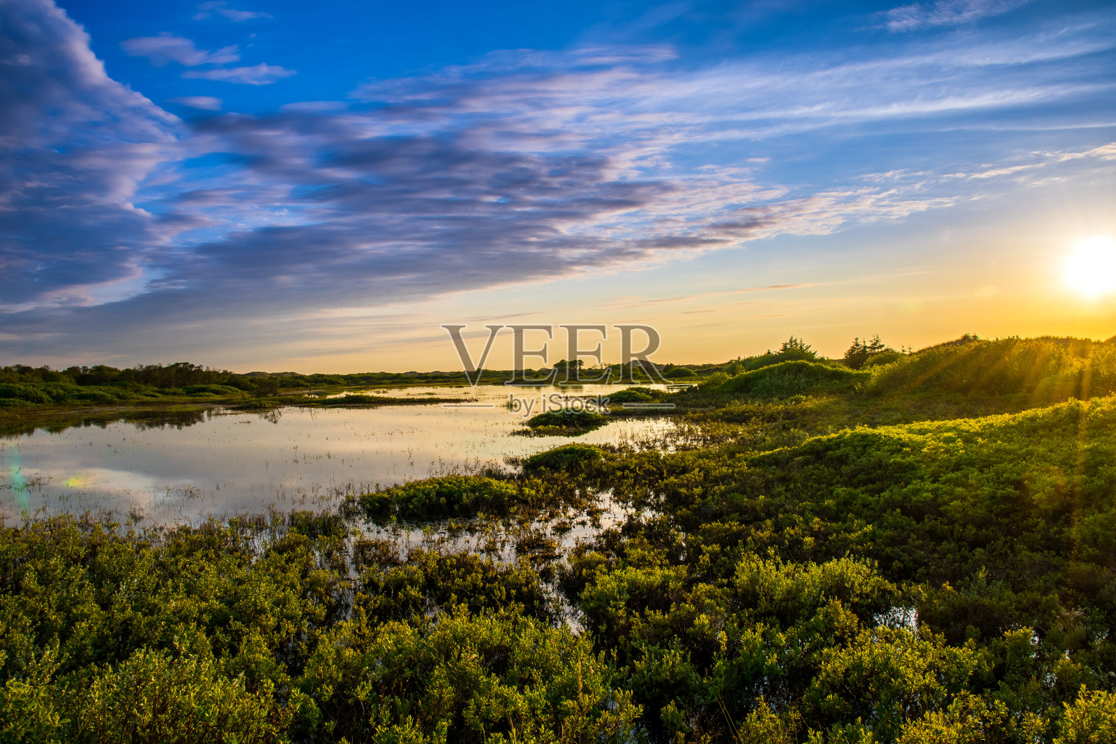 金色日落光线下，海滩后方潮湿的绿色沼泽植物照片摄影图片
