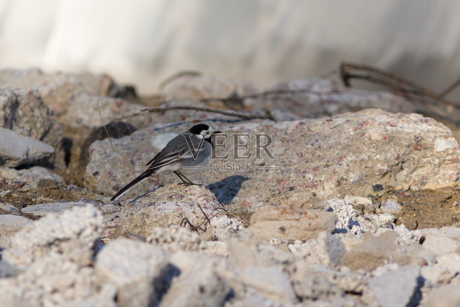 在石头上摇尾巴照片摄影图片