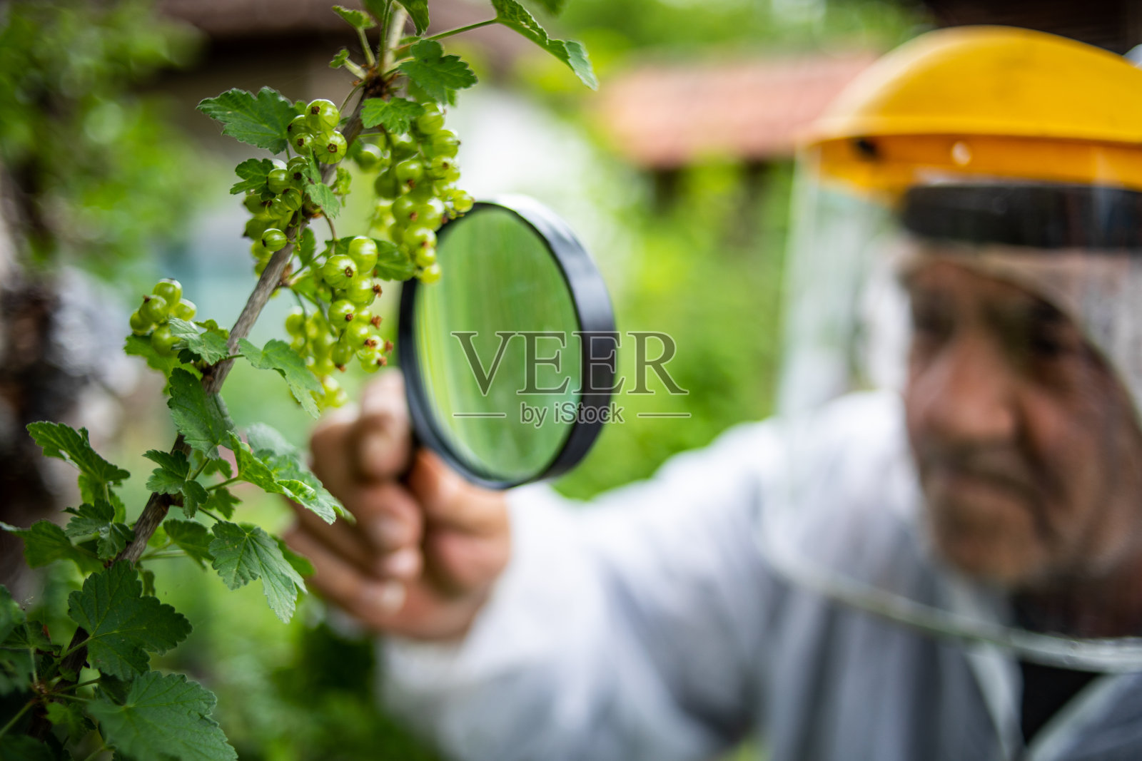 农民控制水果的产量，并写入对进一步维护工作有用的数据照片摄影图片
