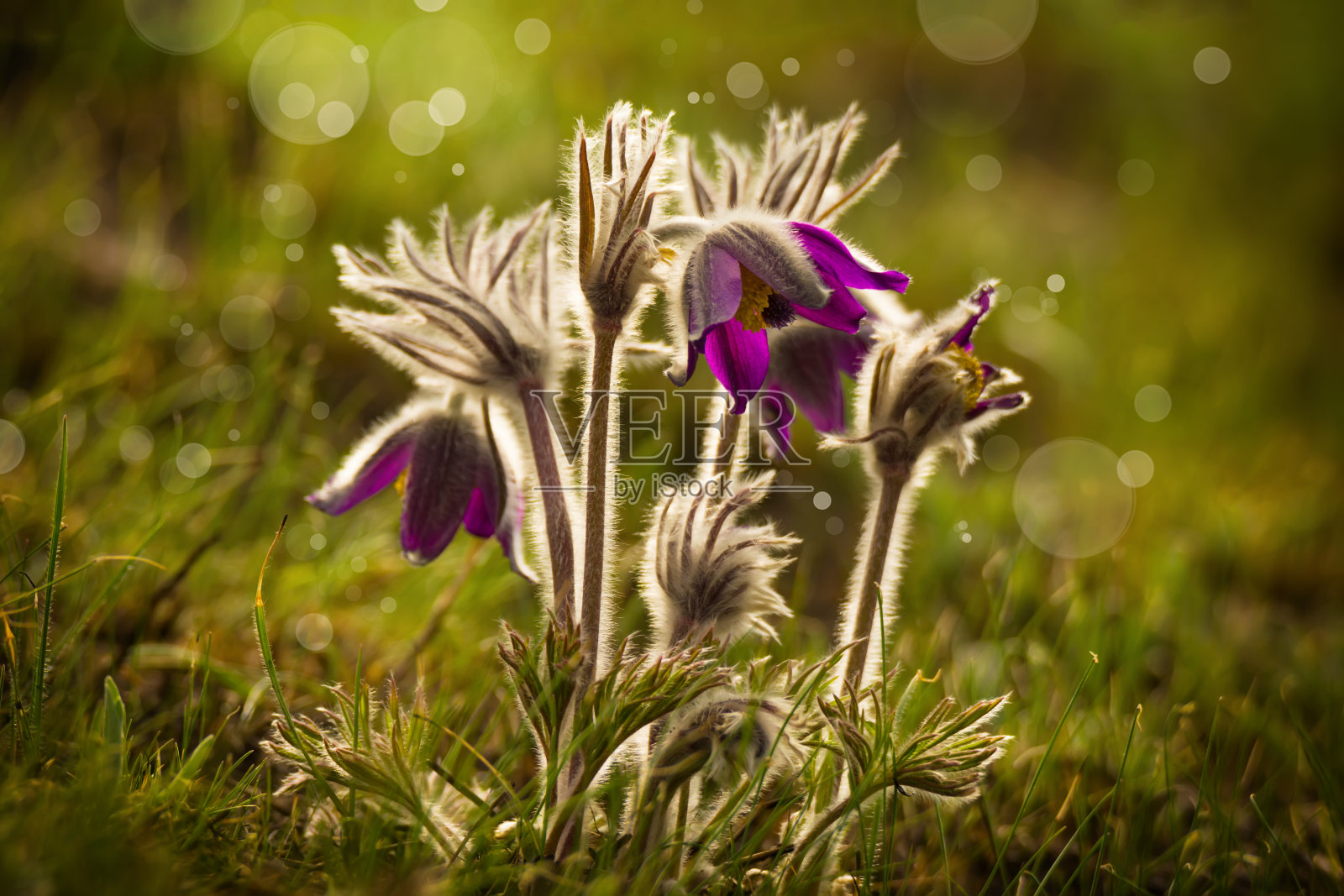 美丽盛开的春天的紫花照片摄影图片