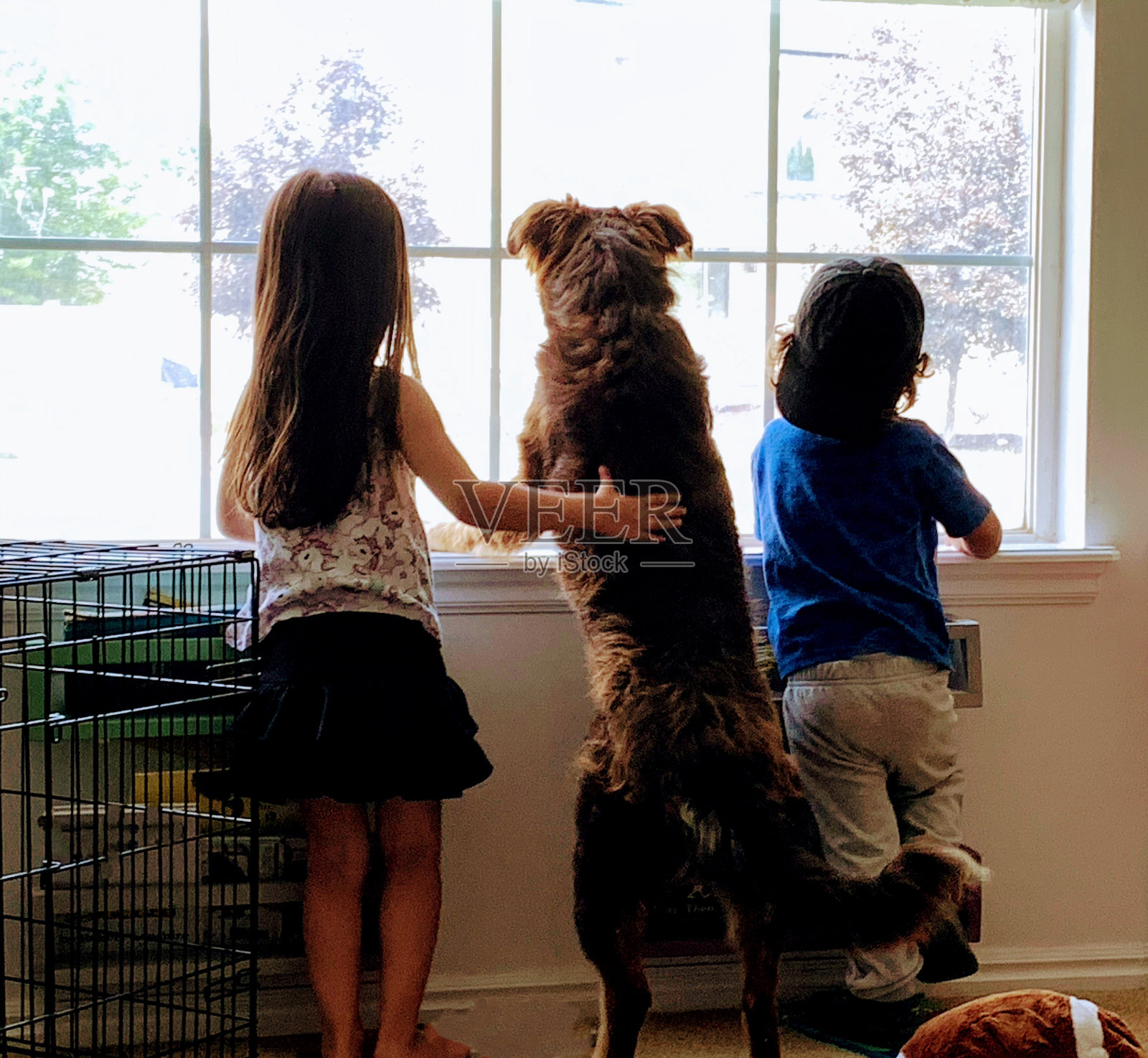 两岁的小男孩和他四岁的妹妹，还有他们的边境牧羊犬照片摄影图片