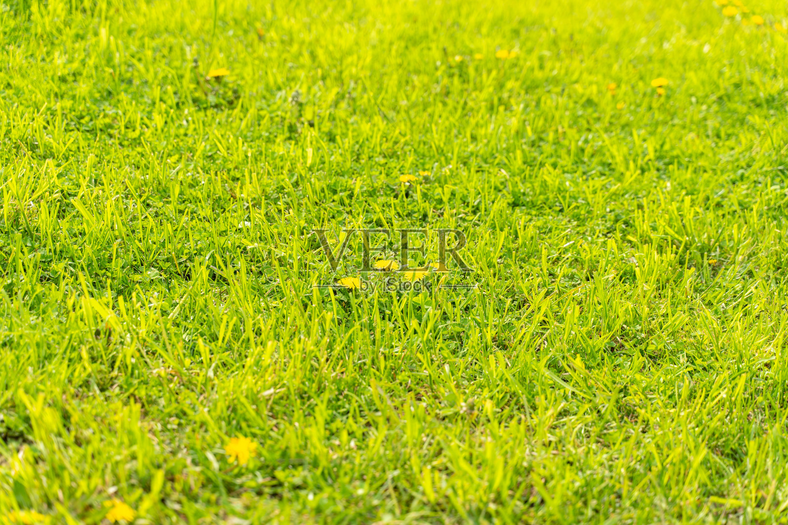 绿草照片摄影图片