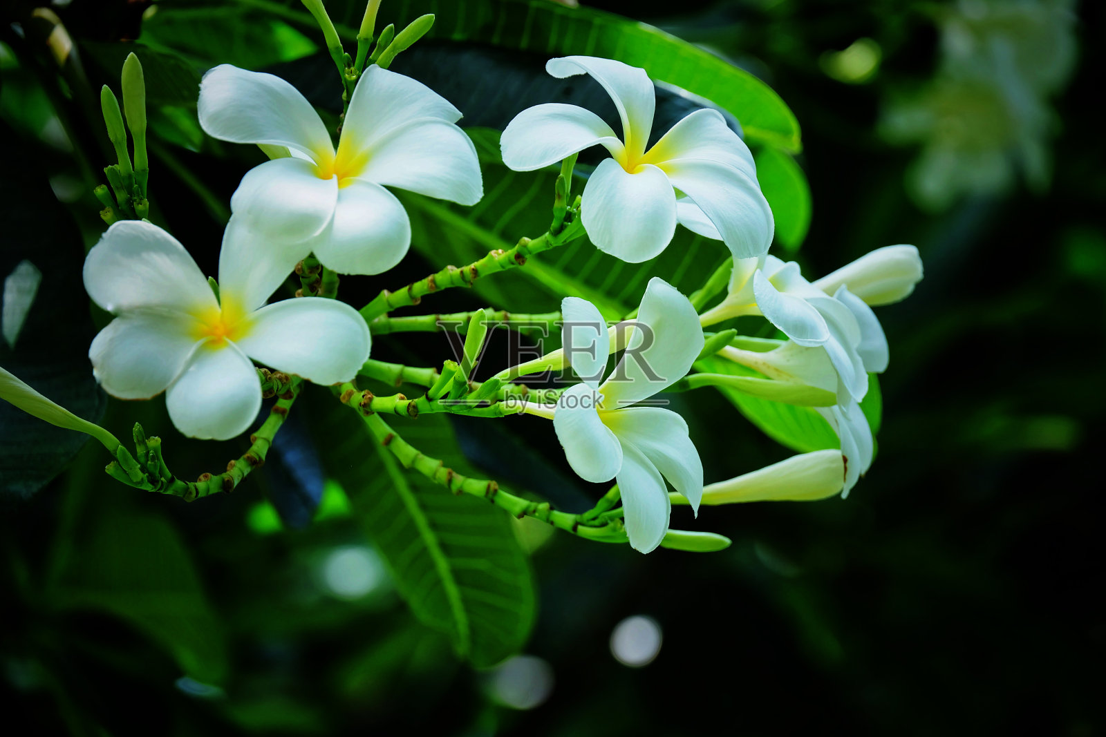 花园里有鸡蛋花或庙树花。照片摄影图片