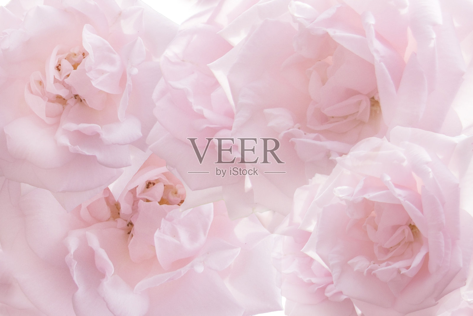 戏剧性的粉色姿势背景照片摄影图片