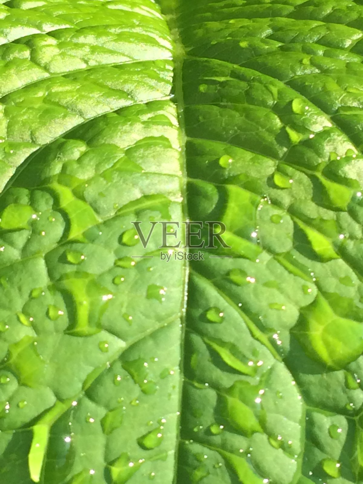 新鲜的绿叶草与露珠特写。自然背景照片摄影图片