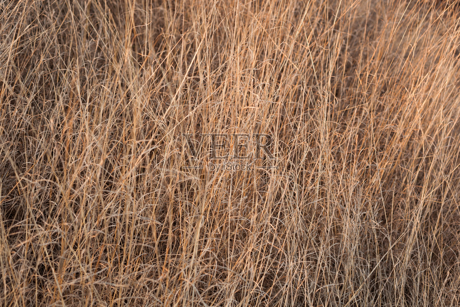 干草的自然质地照片摄影图片