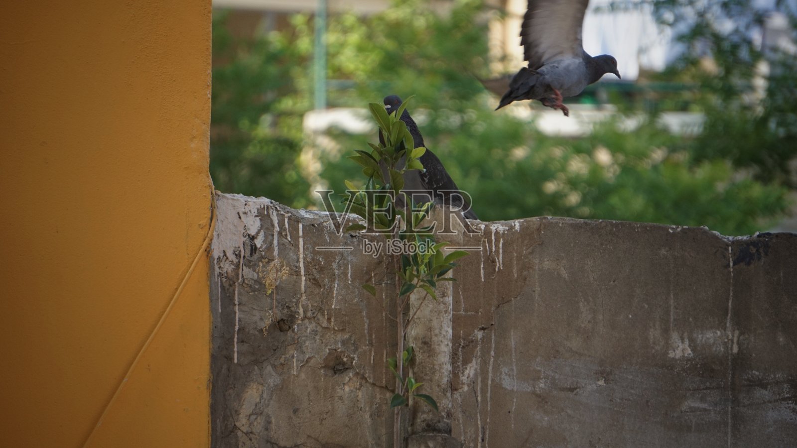 羽毛4照片摄影图片