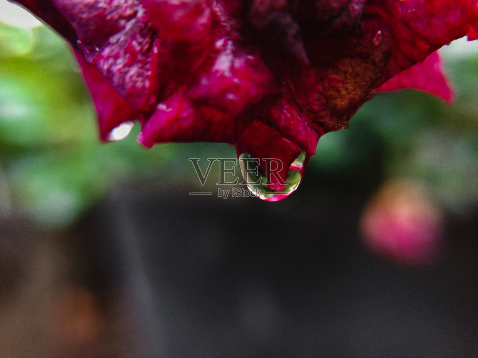 花瓣上滴水照片摄影图片