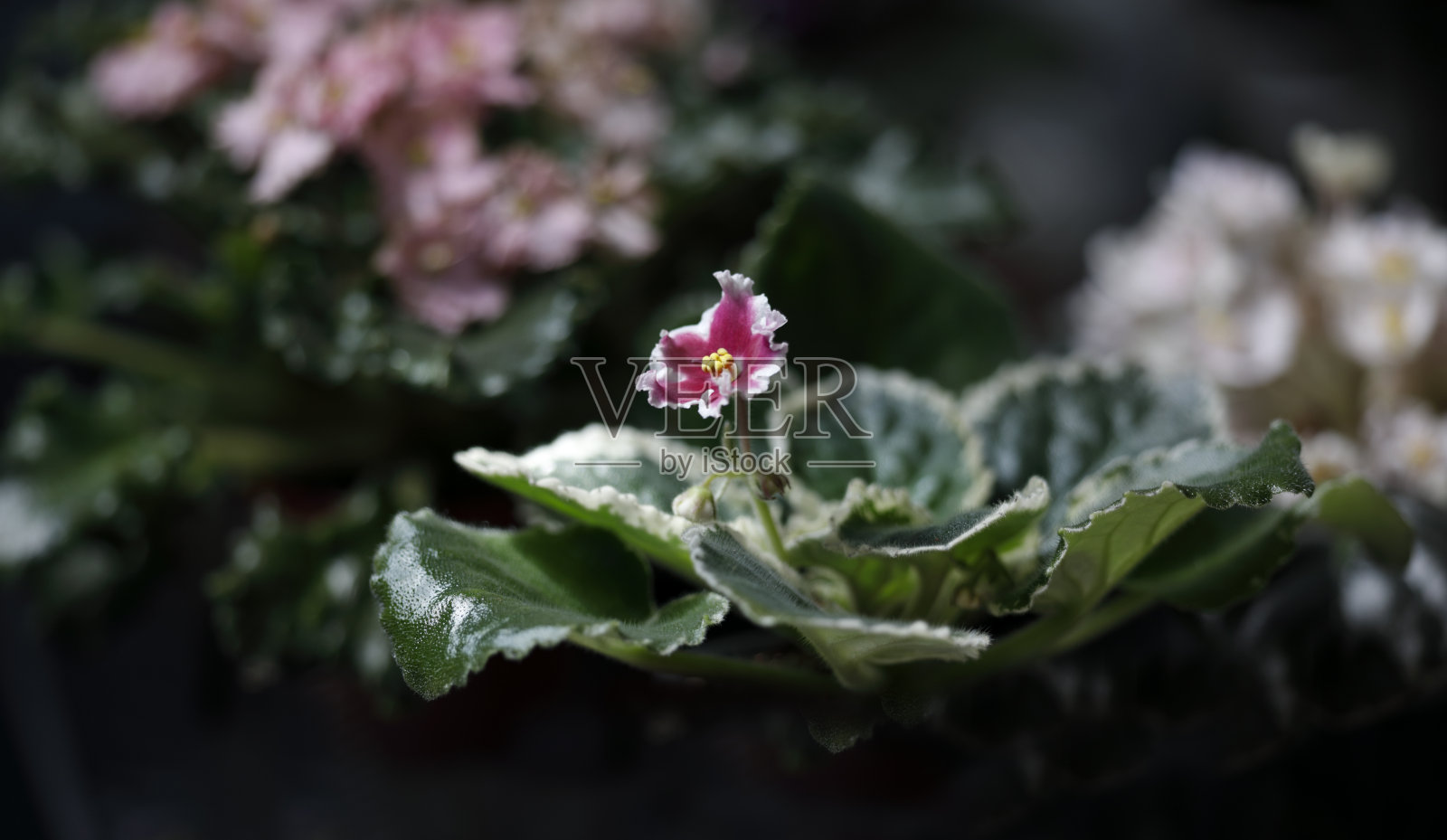 非洲紫罗兰花-红色/白色照片摄影图片