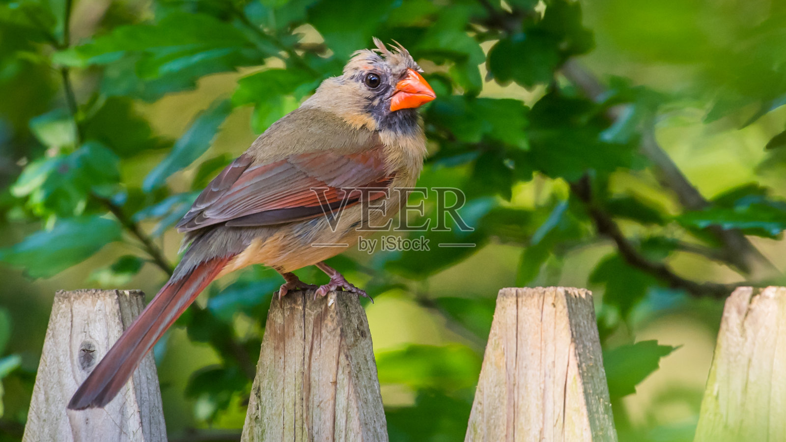 栖木上的雌红衣凤头鸟照片摄影图片