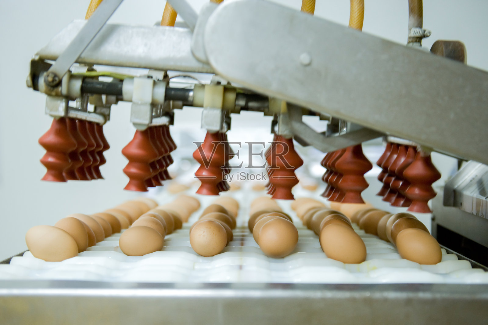 鸡蛋在生产线上照片摄影图片