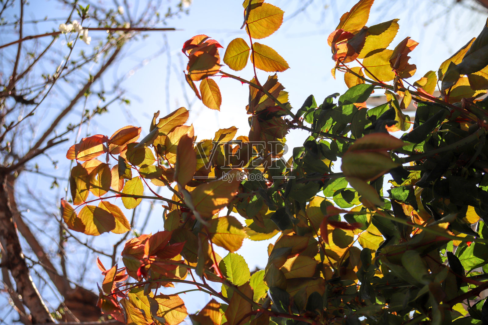 紫檀木的叶子在阳光下闪闪发光。创建一个多彩的自然纹理照片摄影图片