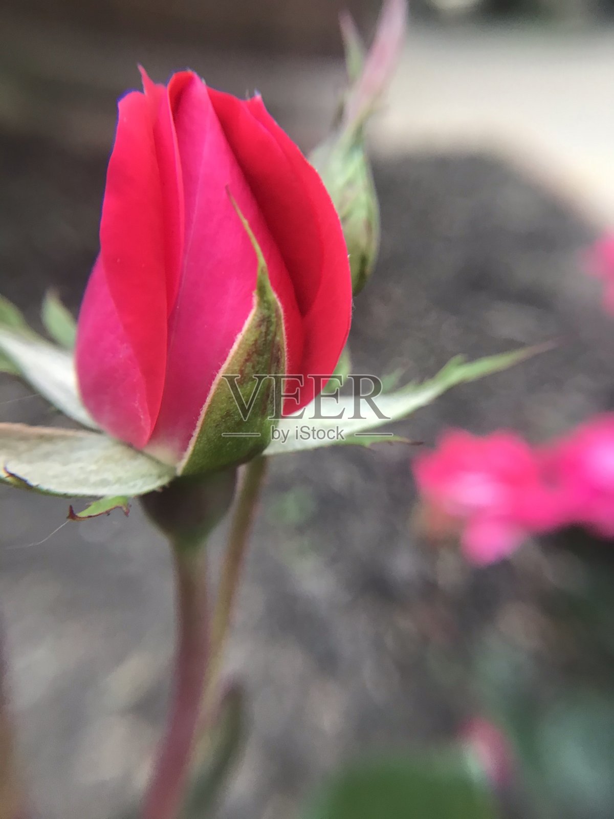 鲜红玫瑰花蕾照片摄影图片