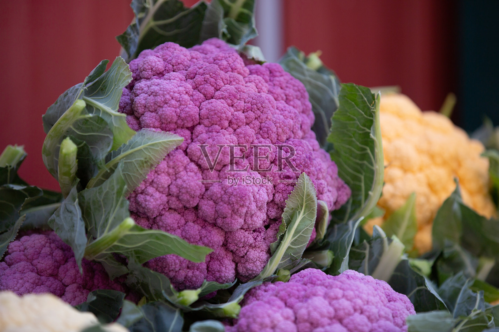 彩色的菜花照片摄影图片