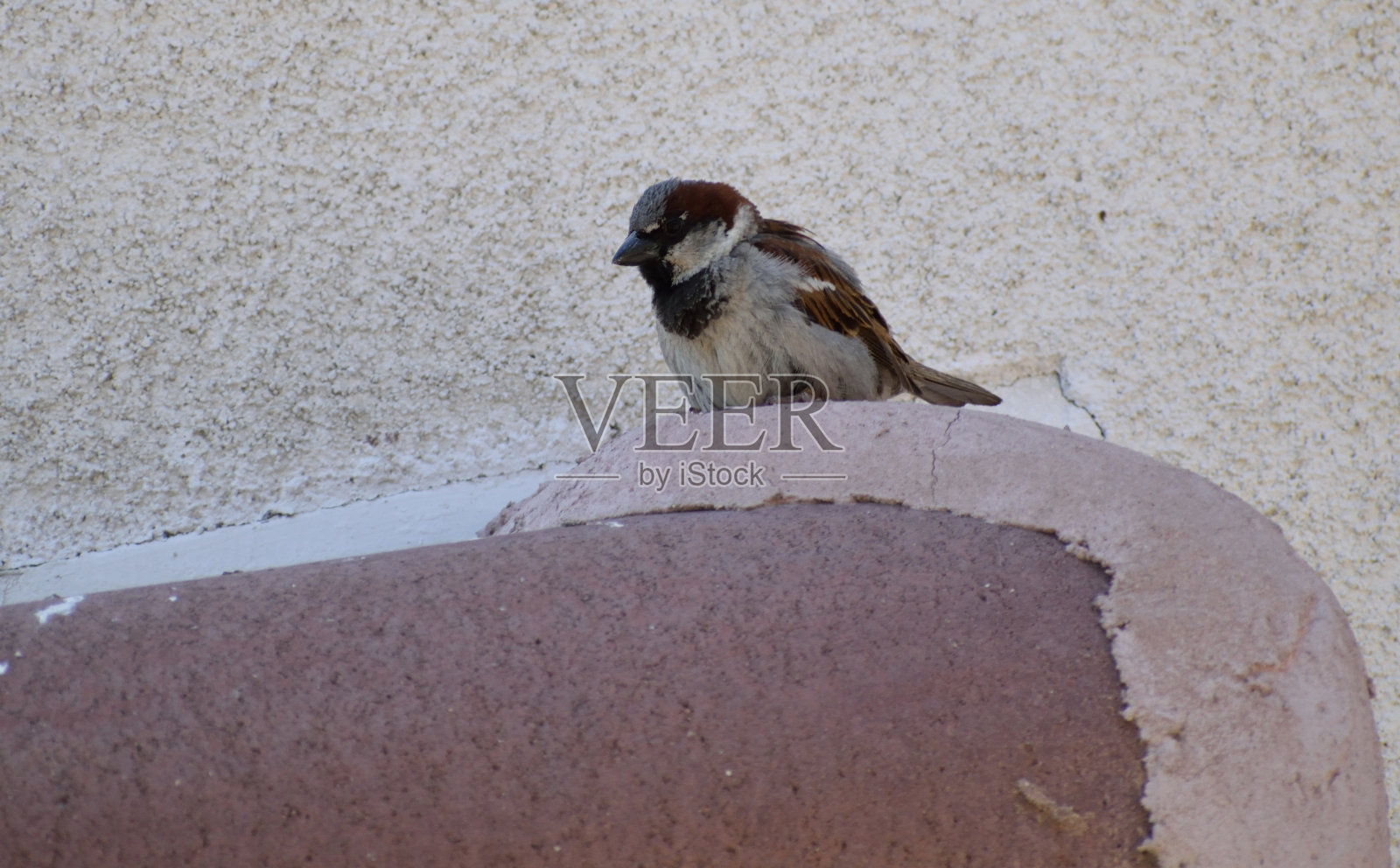阴影中的鸣禽照片摄影图片