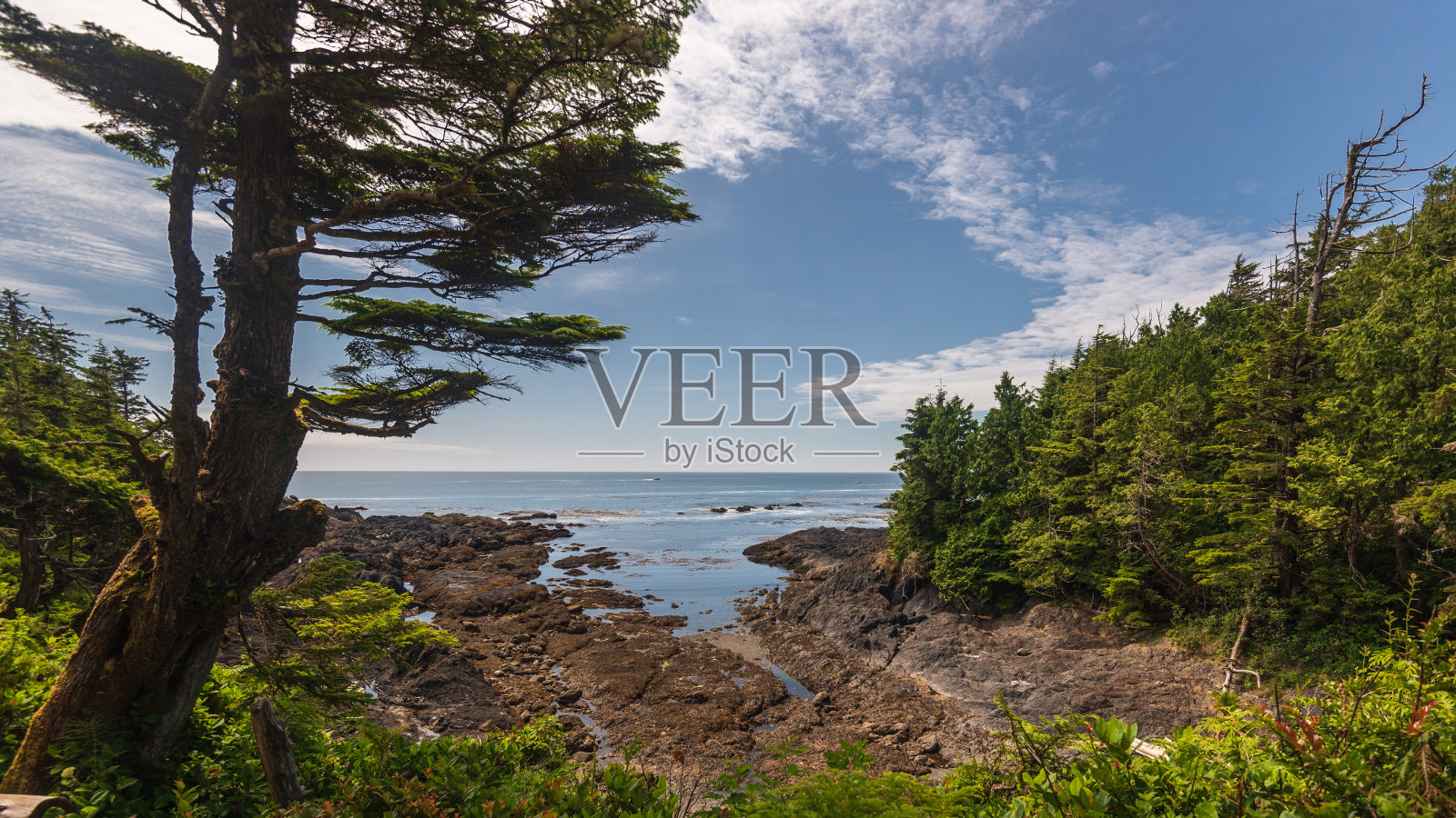 野生太平洋边缘，Ucluelet, BC, Canada照片摄影图片