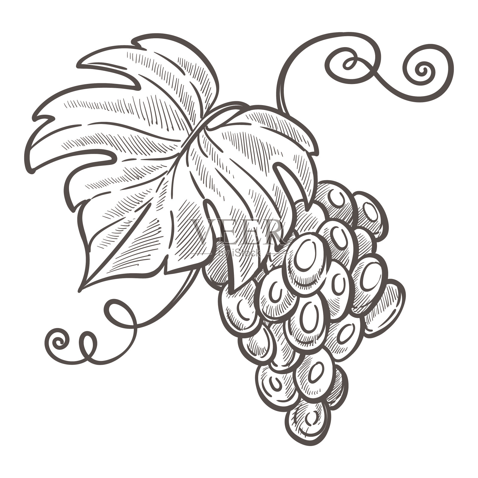 葡萄串孤立素描画浆果设计元素图片