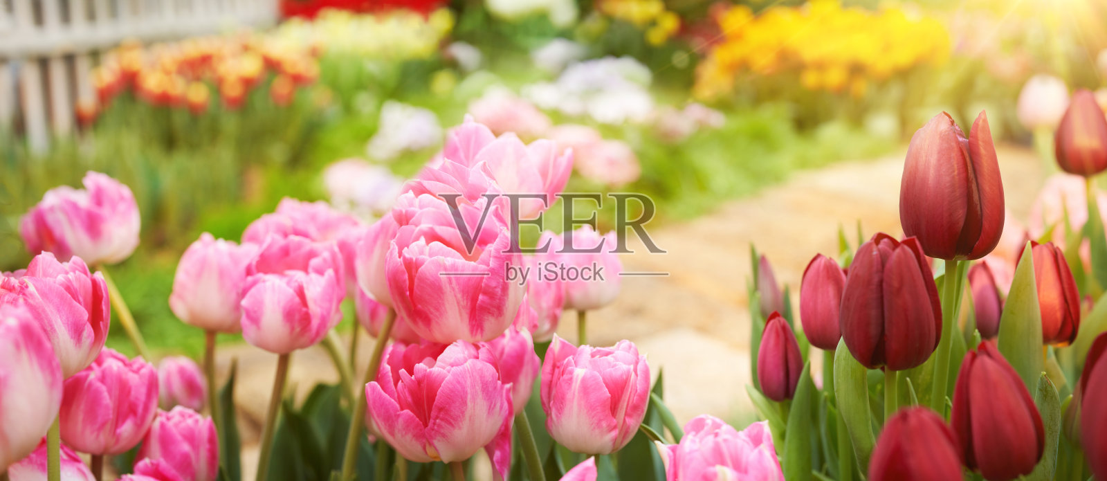 春季花卉模板背景与自由空间的文本。美丽的花园背景在自然草地上的特写阳光。明亮的彩色图像照片摄影图片