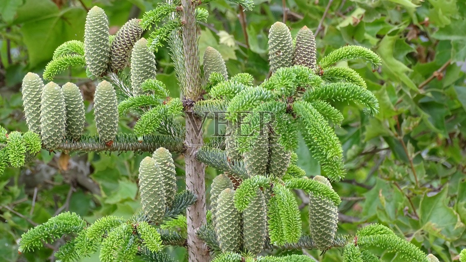 盛开的云杉。树的针状树枝的绿色灌木丛中的幼球果。照片摄影图片