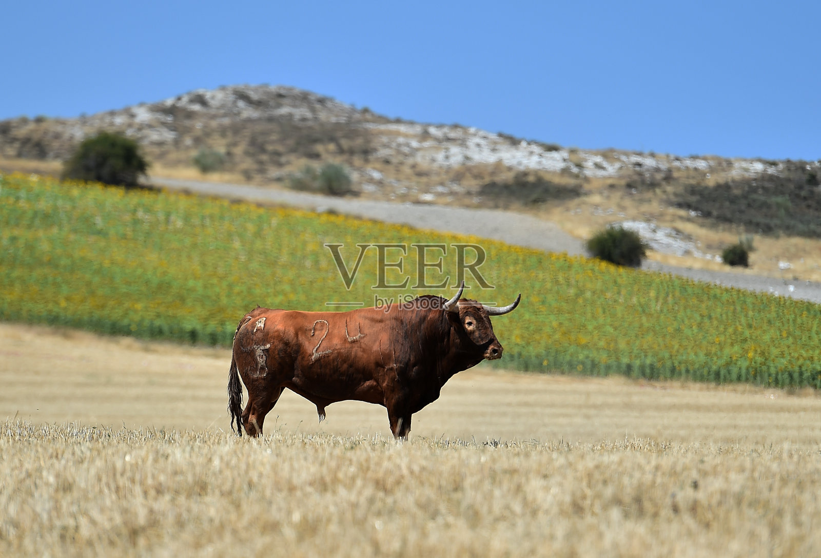 场上强壮的公牛照片摄影图片