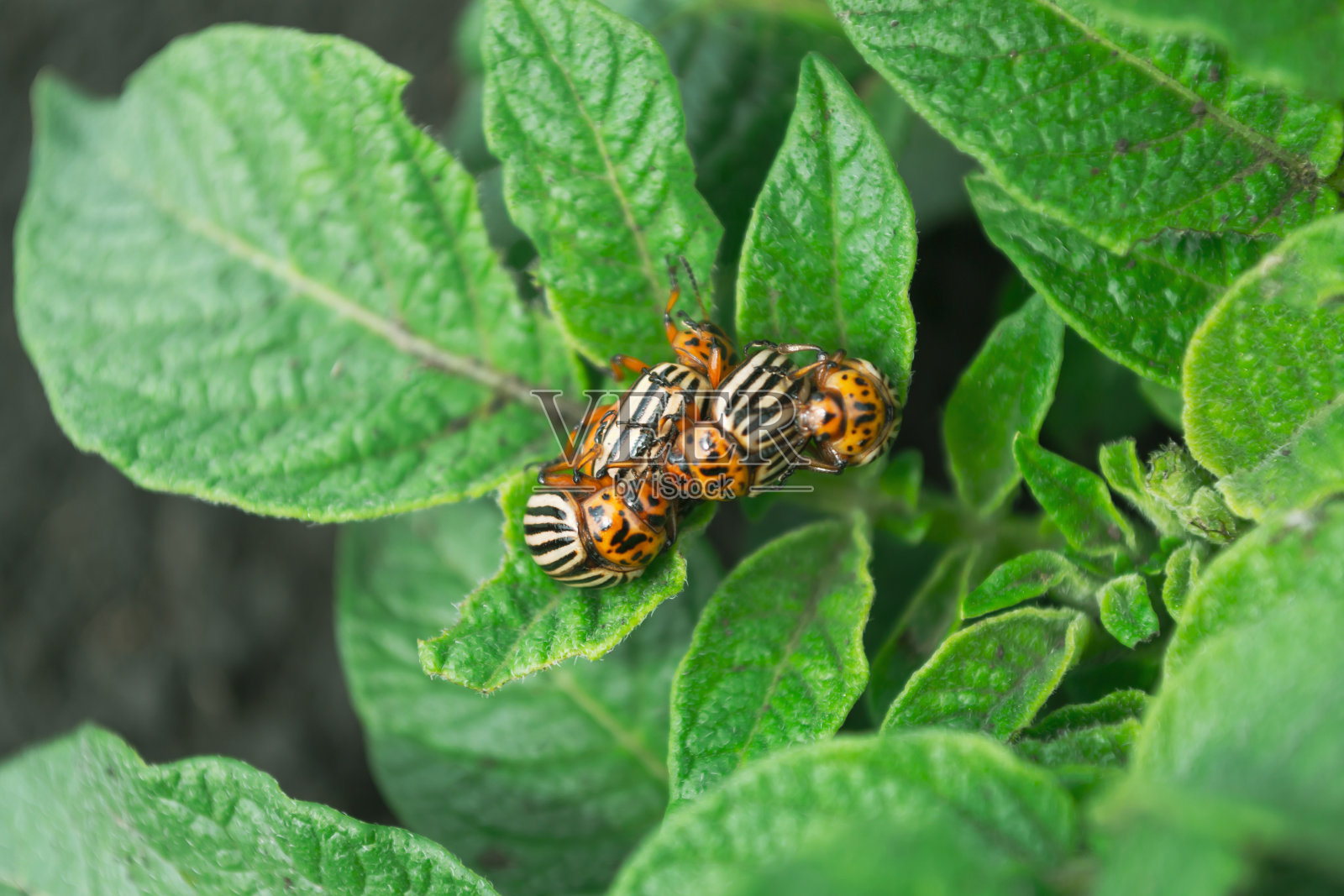 一只科罗拉多甲虫栖息在土豆的绿叶上照片摄影图片