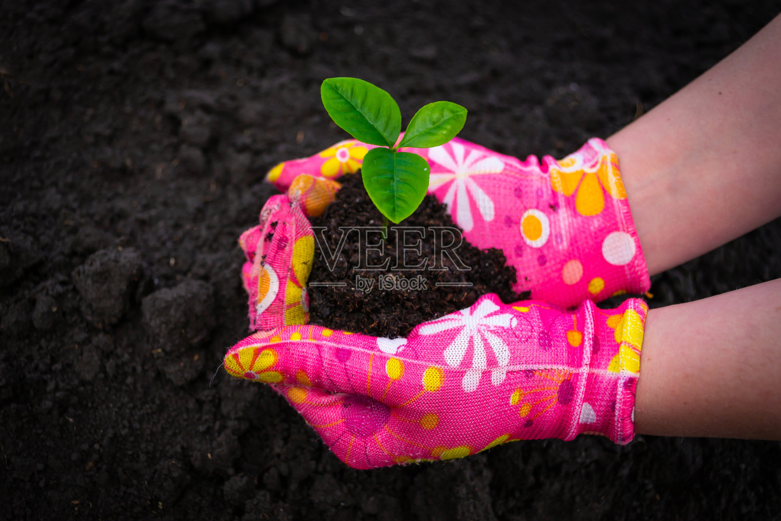 秧苗很浅。小芽柚子树的小芽照片摄影图片