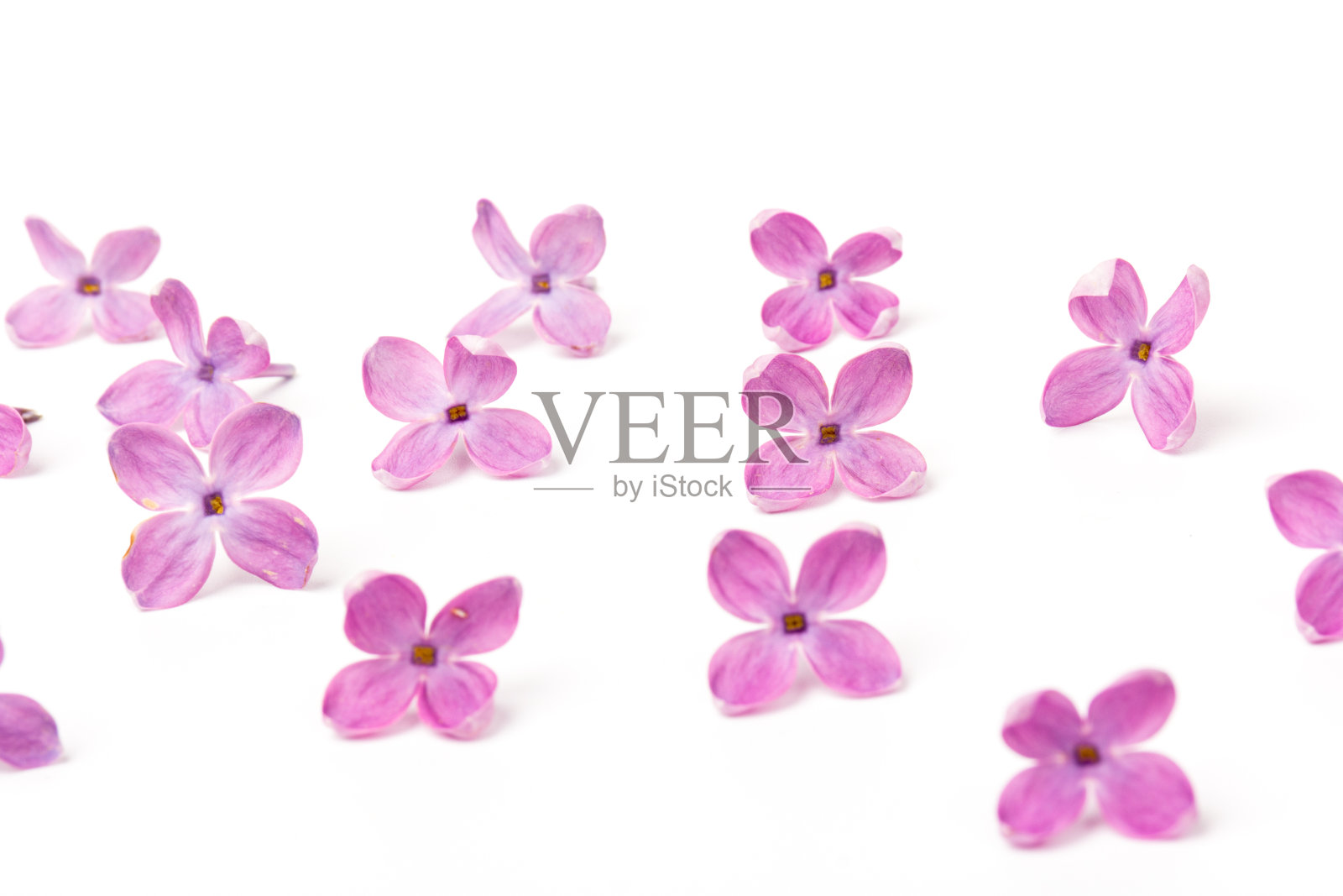 美丽的盛开的丁香在白色的背景。本空间照片摄影图片