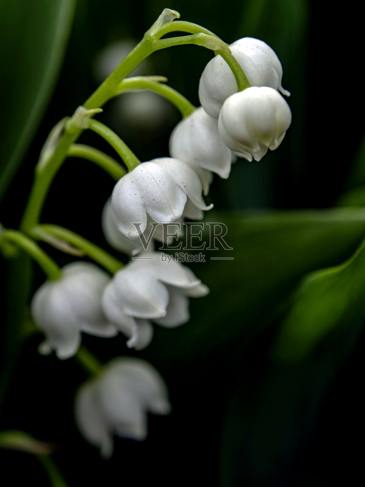 盛开的百合花在花园里的黑暗的自然背景，宏观照片摄影图片