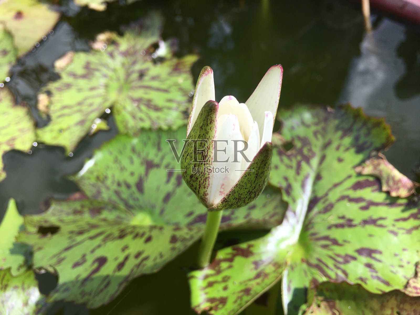 花盆里的莲花照片摄影图片