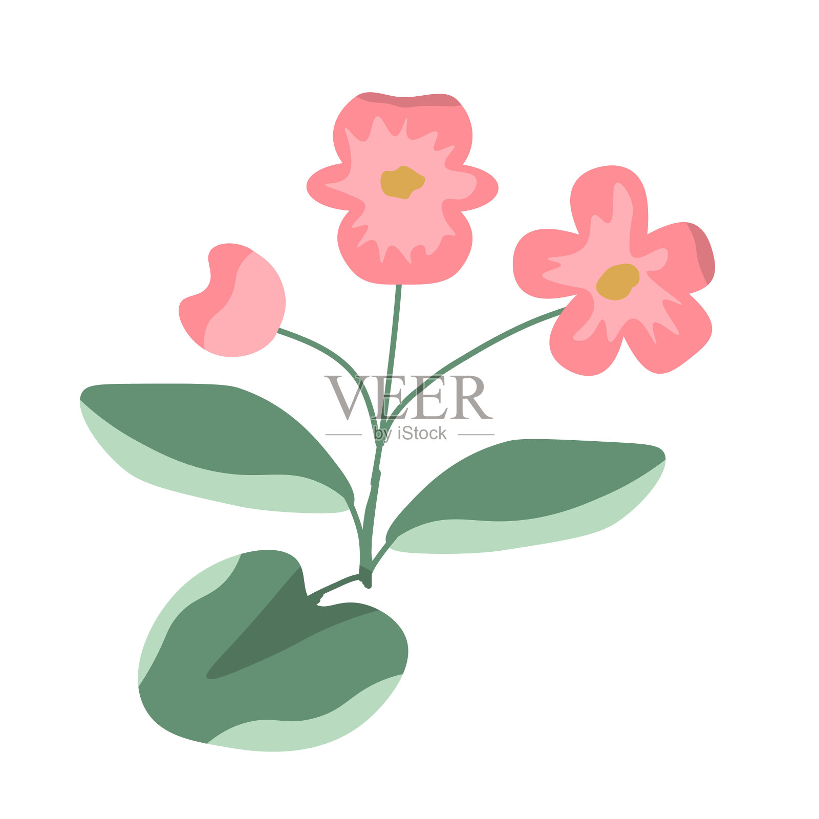 Begoin花插画图片素材