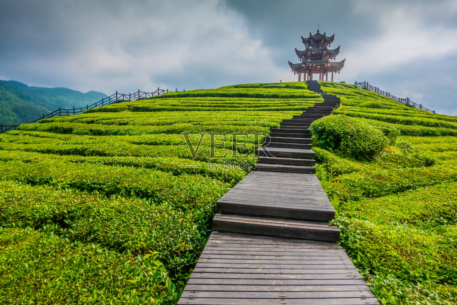 茶园中的中国古塔照片摄影图片