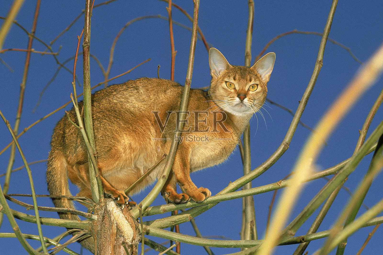 阿比西尼亚家猫，成年站在树上照片摄影图片