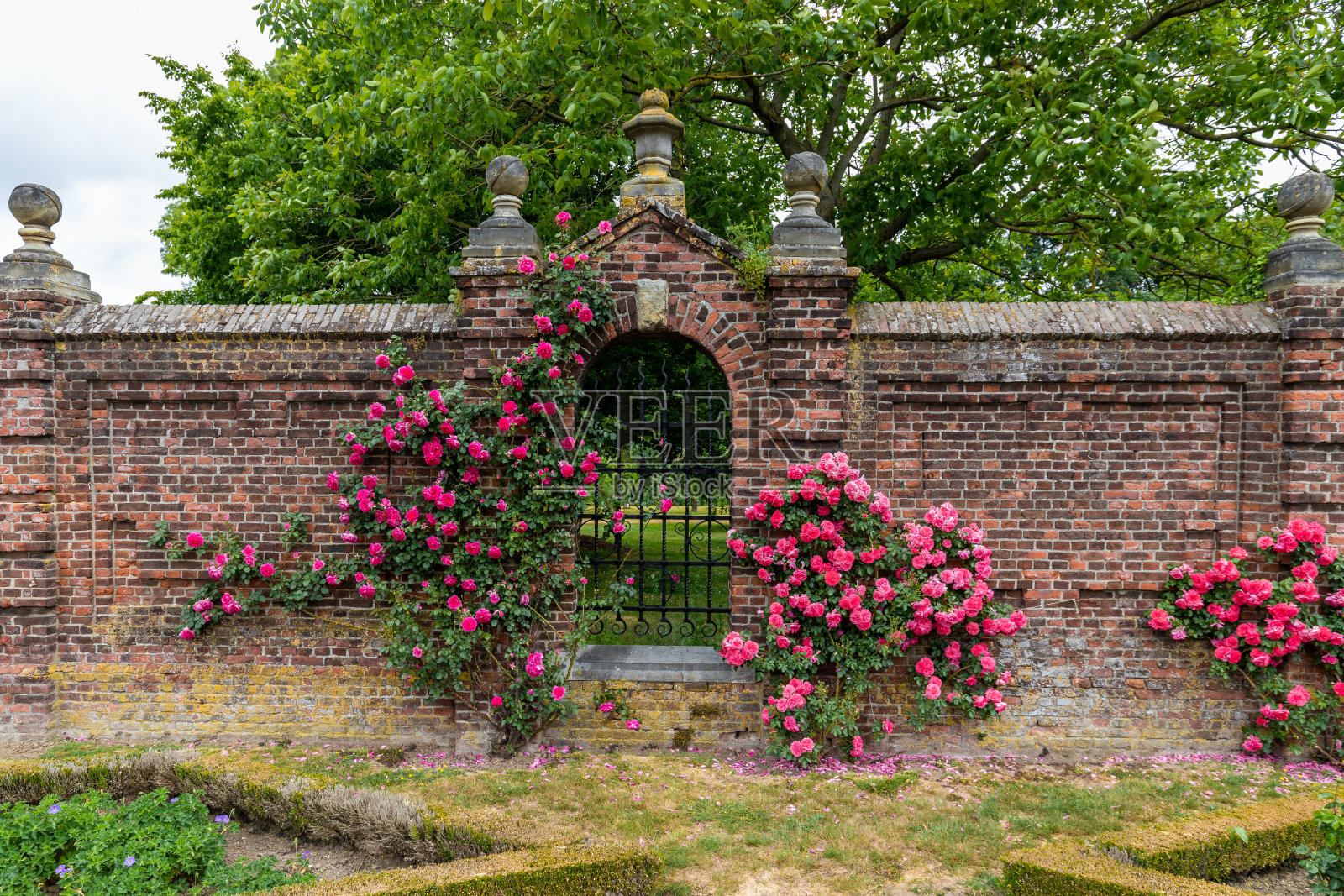 玫瑰沿着一堵有紧闭铁门的砖墙生长照片摄影图片