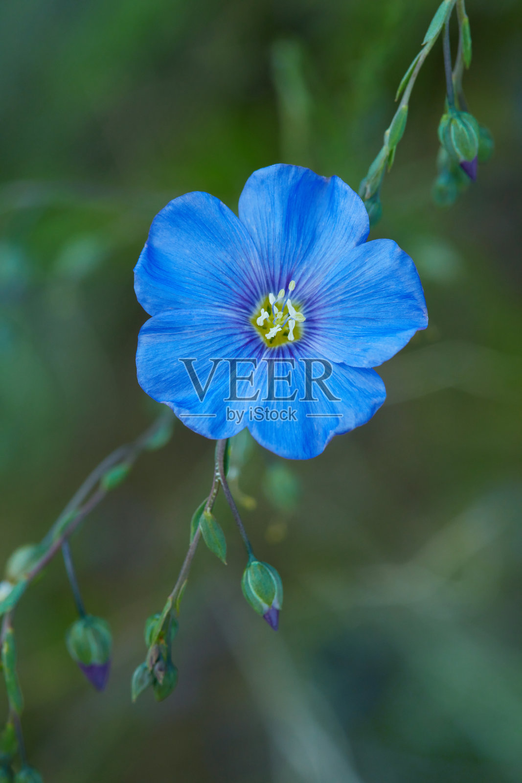 蓝色的亚麻花盛开照片摄影图片