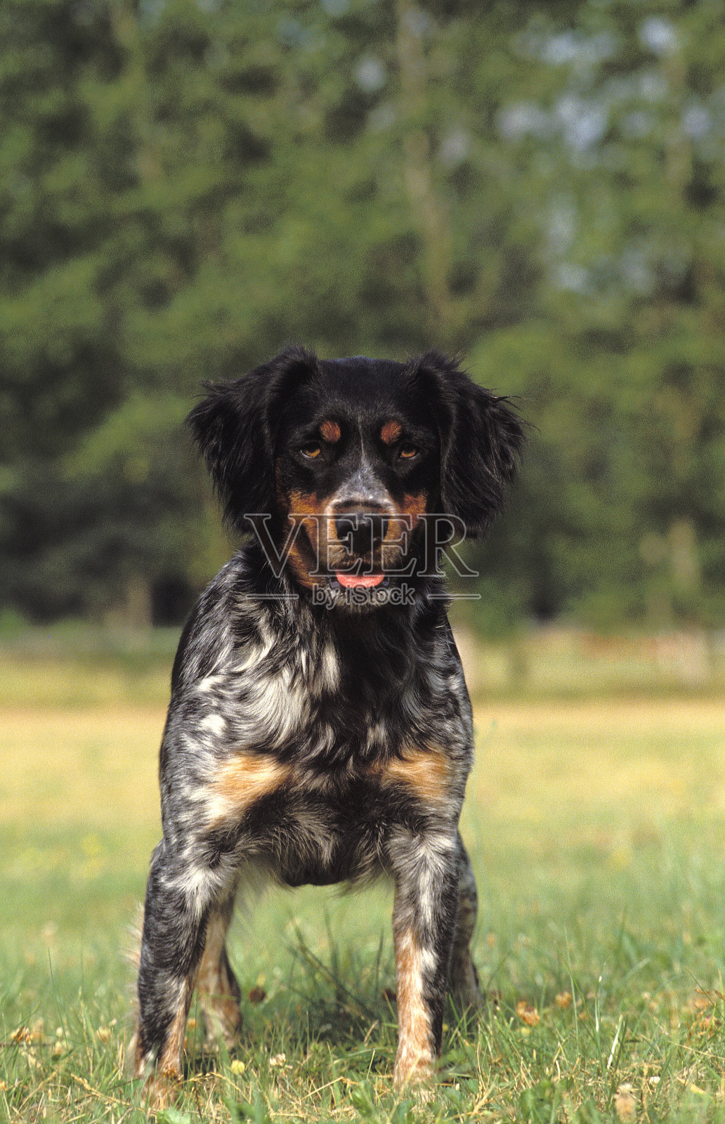 布列塔尼西班牙猎犬，成年站在草地上照片摄影图片
