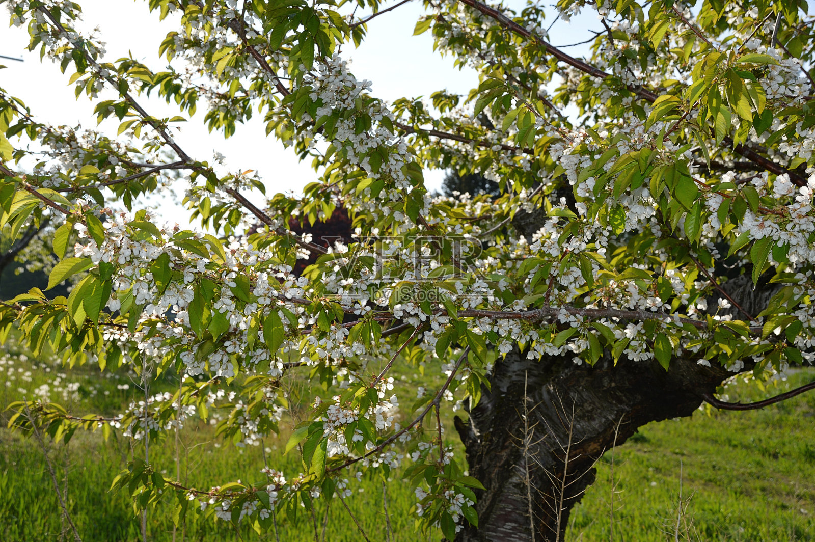 樱花盛开照片摄影图片